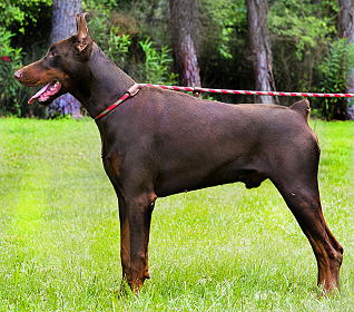 Xan di Altobello + BROWN & TAN + Male